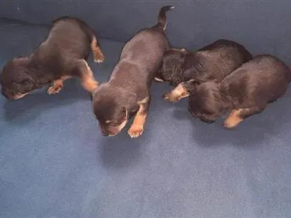 Cachorro raça SRD-ViraLata idade Abaixo de 2 meses nome PELUDO