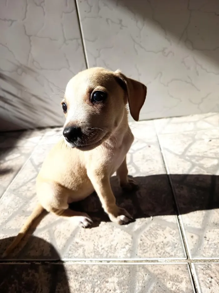 Cachorro raça SRD-ViraLata idade 2 a 6 meses nome Juliana