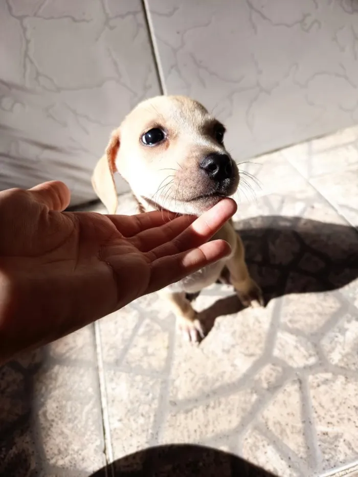 Cachorro raça SRD-ViraLata idade 2 a 6 meses nome Juliana