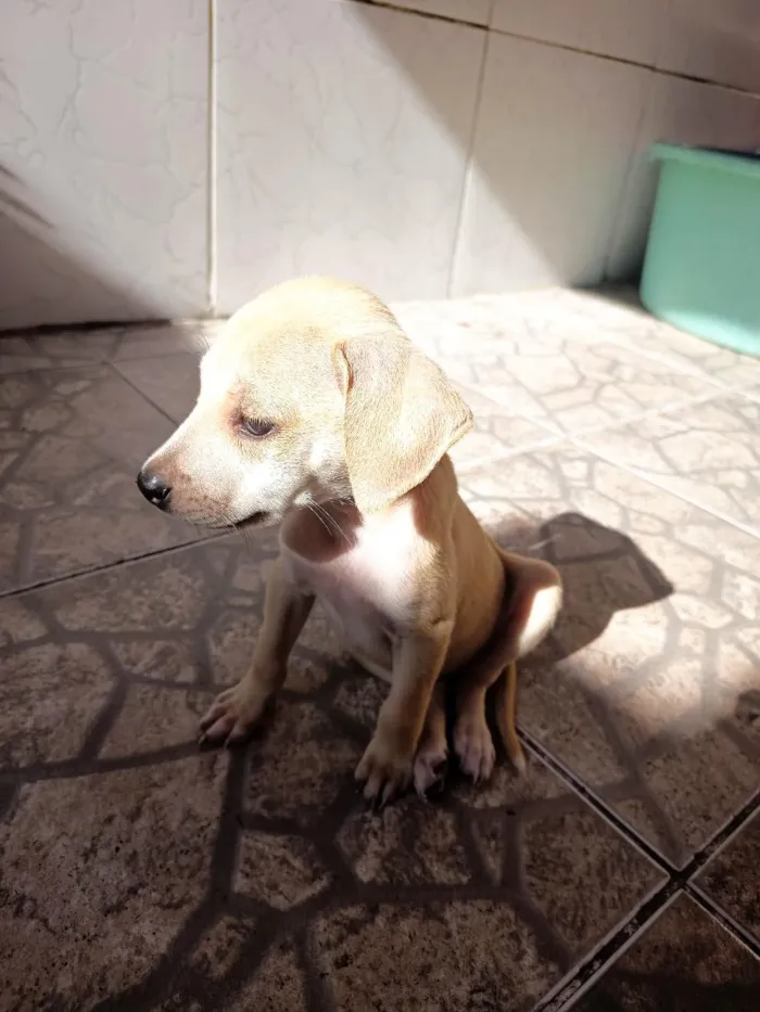 Cachorro raça SRD-ViraLata idade 2 a 6 meses nome Juliana