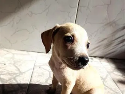 Cachorro raça SRD-ViraLata idade 2 a 6 meses nome Juliana