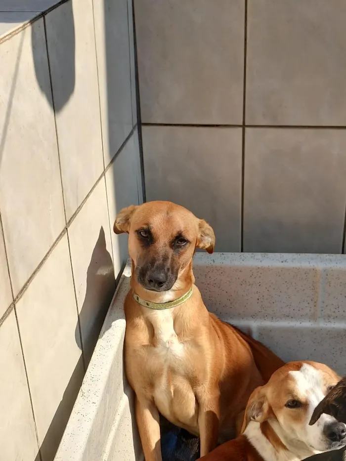 Cachorro raça SRD-ViraLata idade 1 ano nome Capuccino