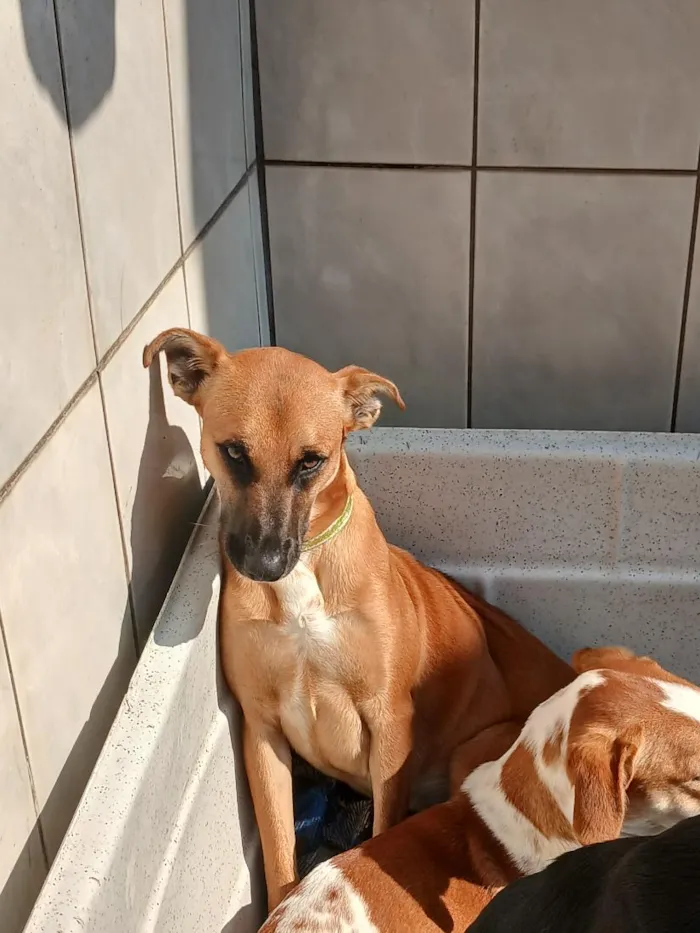 Cachorro raça SRD-ViraLata idade 1 ano nome Capuccino