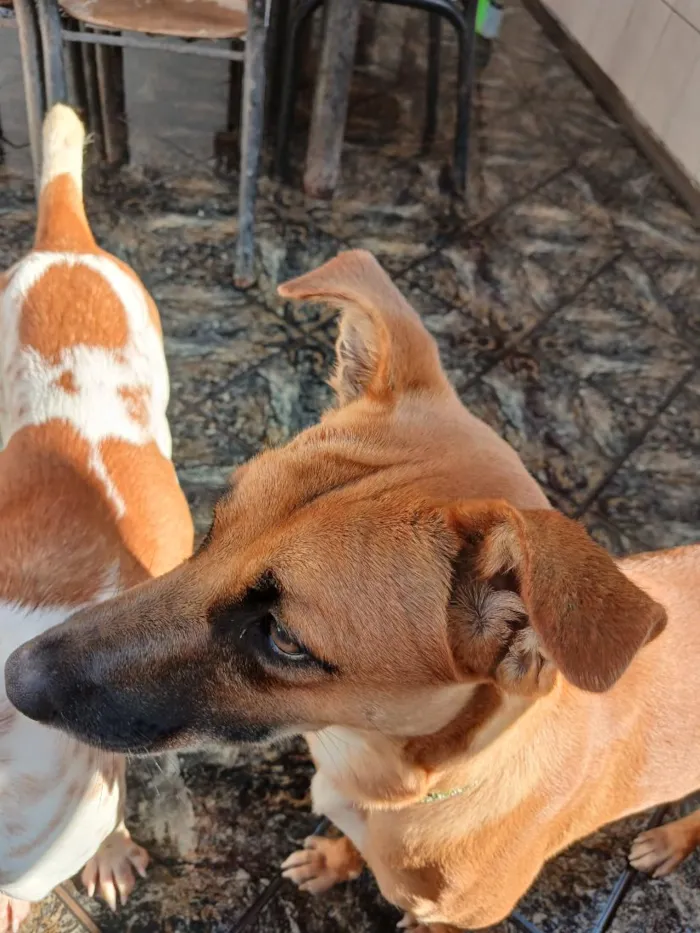 Cachorro raça SRD-ViraLata idade 1 ano nome Capuccino