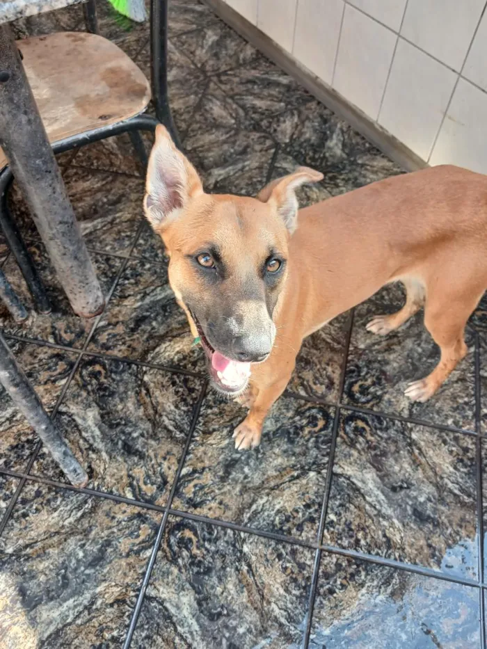 Cachorro raça SRD-ViraLata idade 1 ano nome Capuccino