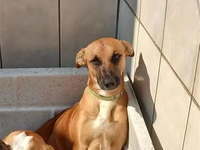 Cachorro raça SRD-ViraLata idade 1 ano nome Capuccino
