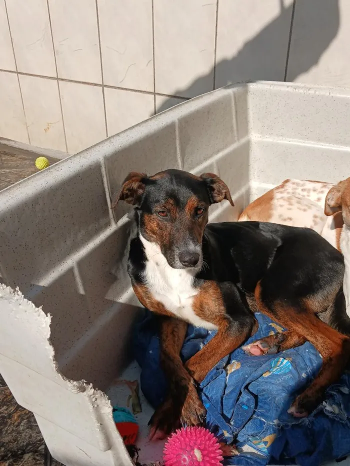 Cachorro raça SRD-ViraLata idade 1 ano nome Cloe