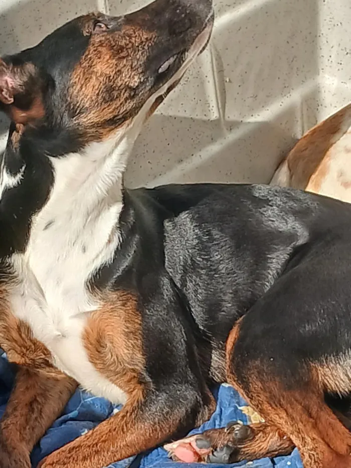 Cachorro raça SRD-ViraLata idade 1 ano nome Cloe