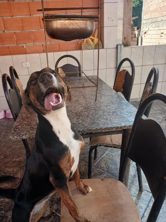 Cachorro raça SRD-ViraLata idade 1 ano nome Cloe
