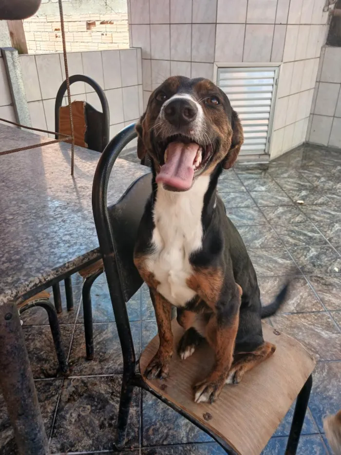 Cachorro raça SRD-ViraLata idade 1 ano nome Cloe