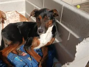 Cachorro raça SRD-ViraLata idade 1 ano nome Cloe