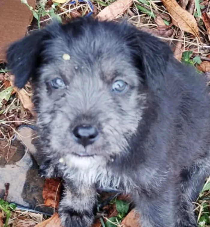Cachorro raça Shitzu idade 2 a 6 meses nome Bento 