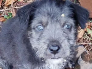 Cachorro raça Shitzu idade 2 a 6 meses nome Bento 
