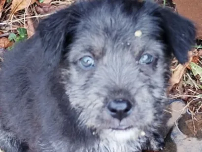 Cachorro raça Shitzu idade 2 a 6 meses nome Bento 
