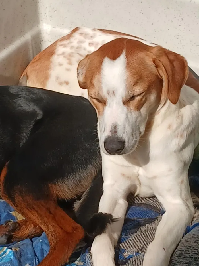 Cachorro raça SRD-ViraLata idade 1 ano nome Merlin