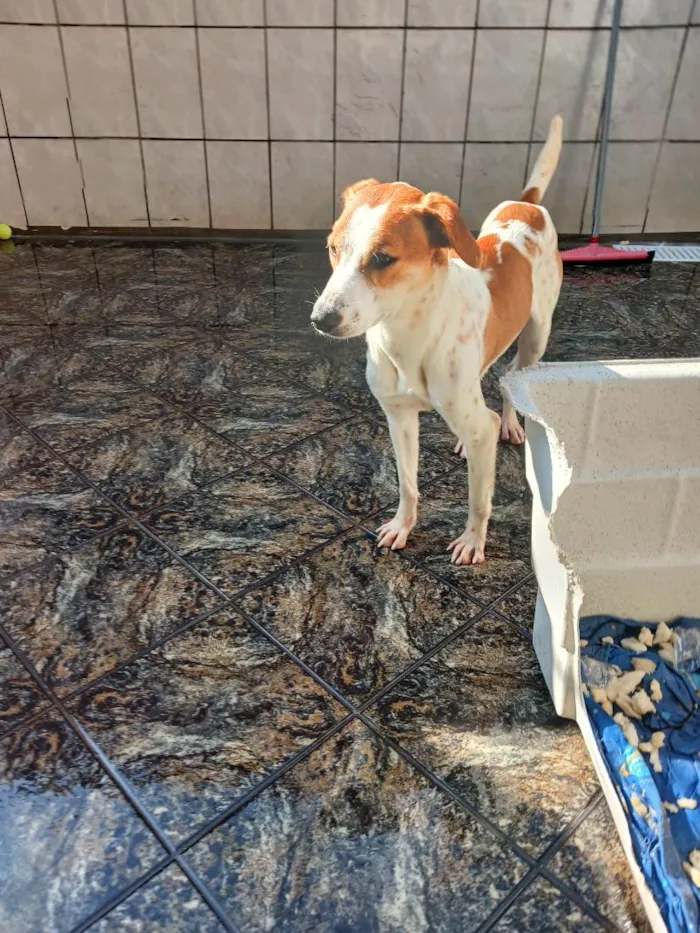 Cachorro raça SRD-ViraLata idade 1 ano nome Merlin