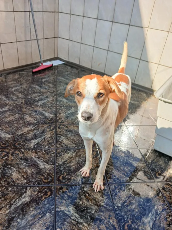 Cachorro raça SRD-ViraLata idade 1 ano nome Merlin
