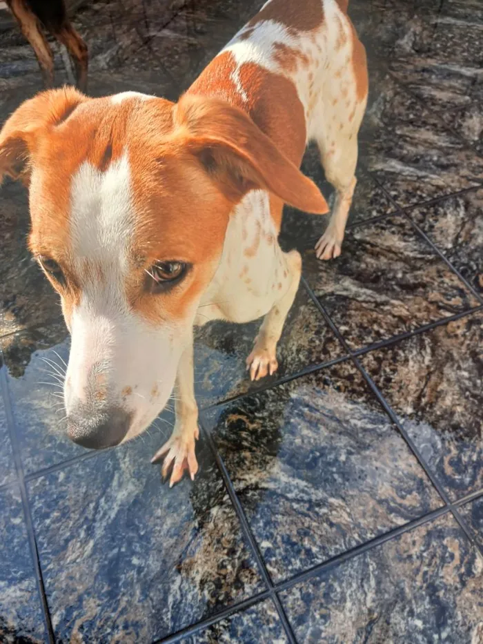 Cachorro raça SRD-ViraLata idade 1 ano nome Merlin