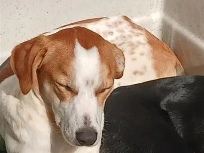 Cachorro raça SRD-ViraLata idade 1 ano nome Merlin