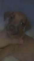 Lucky e Scott 