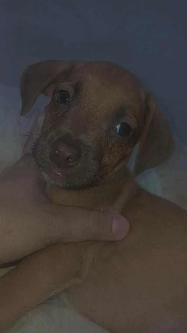 Cachorro raça SRD-ViraLata idade 2 a 6 meses nome Lucky e Scott 