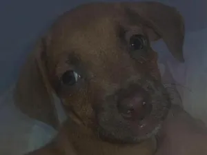 Cachorro raça SRD-ViraLata idade 2 a 6 meses nome Lucky e Scott 
