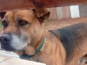 Cachorro raça Rottweiler idade 5 anos nome Adriene J Oliveira