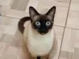 pipo