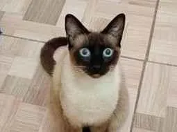 Gato raça Siamês idade 1 ano nome pipo
