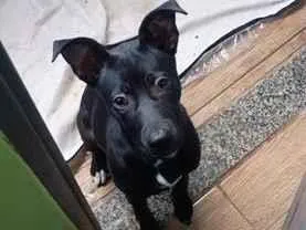 Cachorro raça SRD-ViraLata idade 2 a 6 meses nome Chitara 