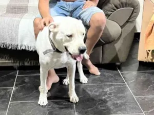 Cachorro raça Pit-Bull idade 3 anos nome Ayla