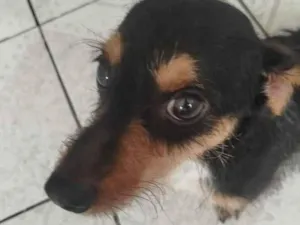 Cachorro raça SRD-ViraLata idade 1 ano nome blu