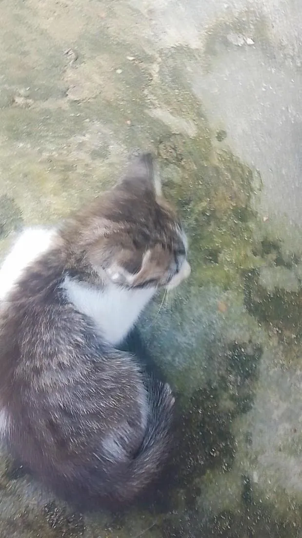 Gato raça SRD-ViraLata idade 2 a 6 meses nome niko