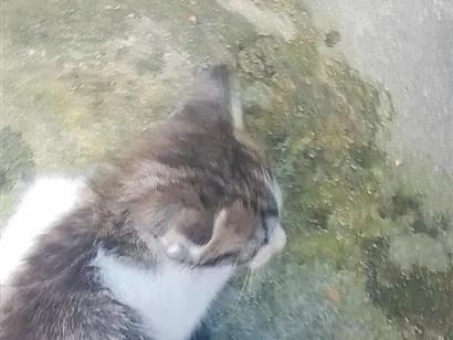 Gato raça SRD-ViraLata idade 2 a 6 meses nome niko