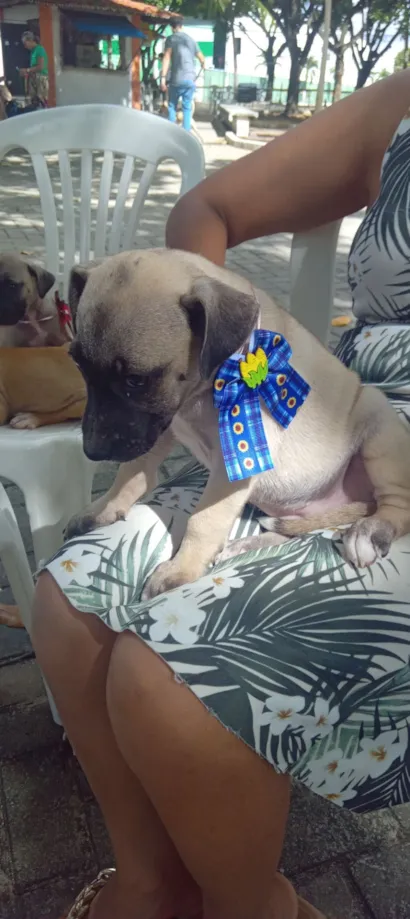 Cachorro raça SRD-ViraLata idade Abaixo de 2 meses nome sandy