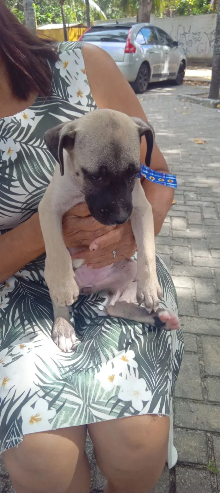 Cachorro raça SRD-ViraLata idade Abaixo de 2 meses nome sandy