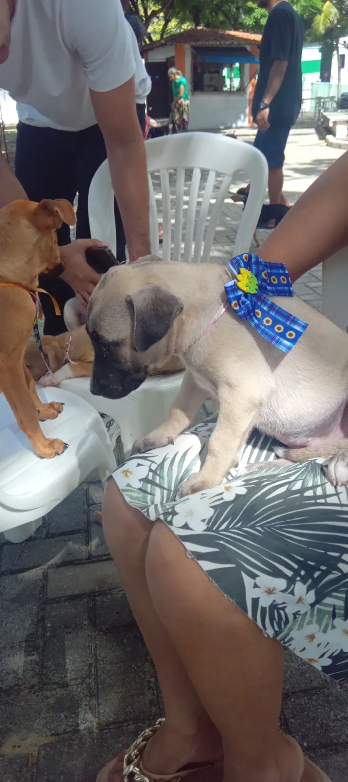 Cachorro raça SRD-ViraLata idade Abaixo de 2 meses nome sandy