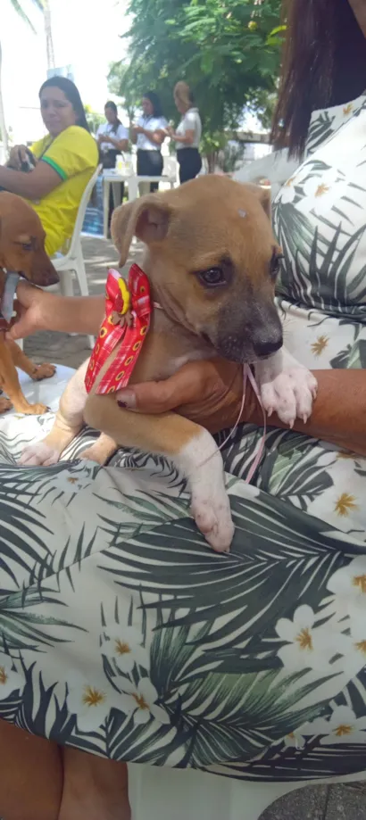 Cachorro raça SRD-ViraLata idade Abaixo de 2 meses nome meliso