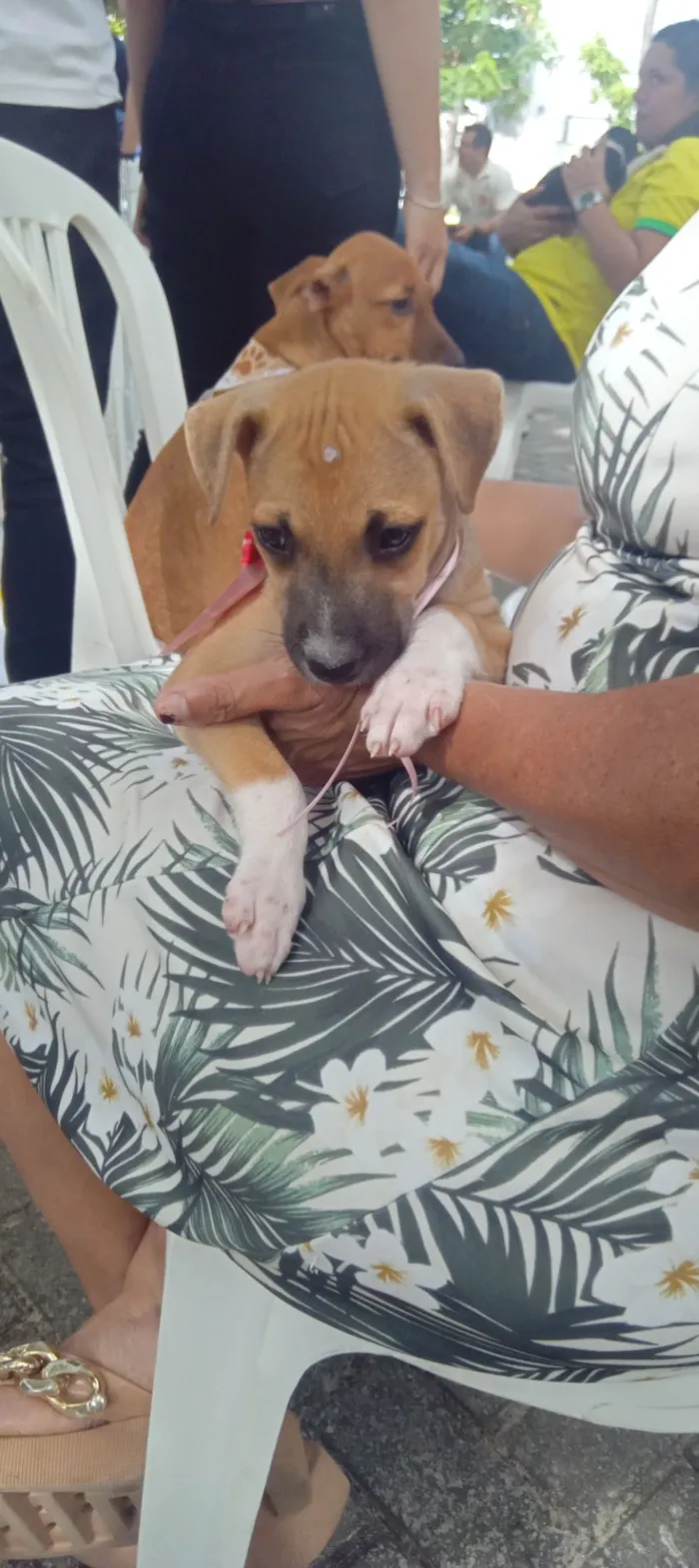 Cachorro raça SRD-ViraLata idade Abaixo de 2 meses nome meliso
