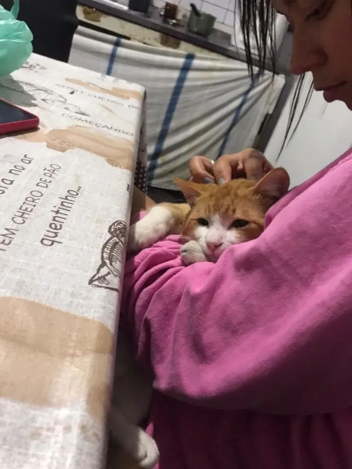 Gato raça Persa idade 1 ano nome Simba