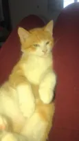 Simba