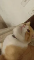 Simba