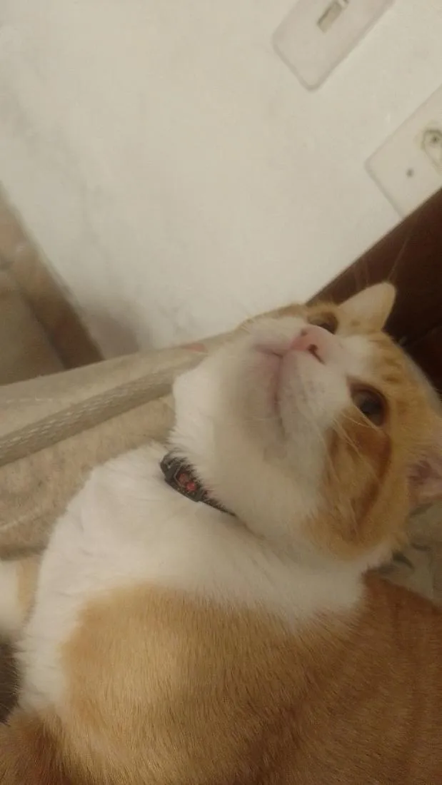 Gato raça Persa idade 1 ano nome Simba
