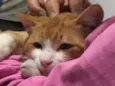 Simba