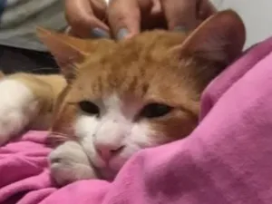 Gato raça Persa idade 1 ano nome Simba