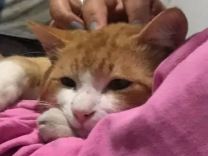 Gato raça Persa idade 1 ano nome Simba