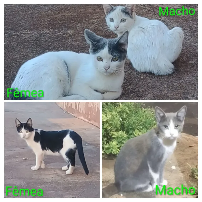 Gato raça SRD-ViraLata idade 2 a 6 meses nome filhotes da modelo