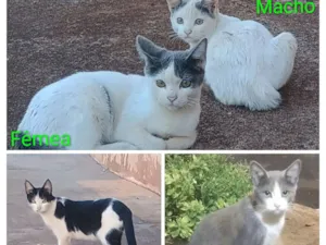 Gato raça SRD-ViraLata idade 2 a 6 meses nome filhotes da modelo