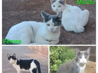 Gato raça SRD-ViraLata idade 2 a 6 meses nome filhotes da modelo