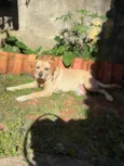 Simba